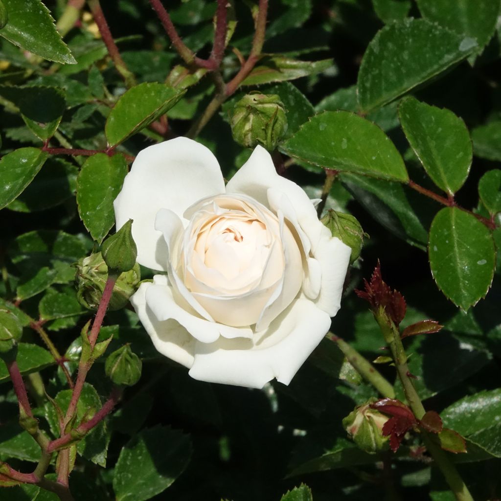 Rosa Sea Foam - Bodendecker-Rose