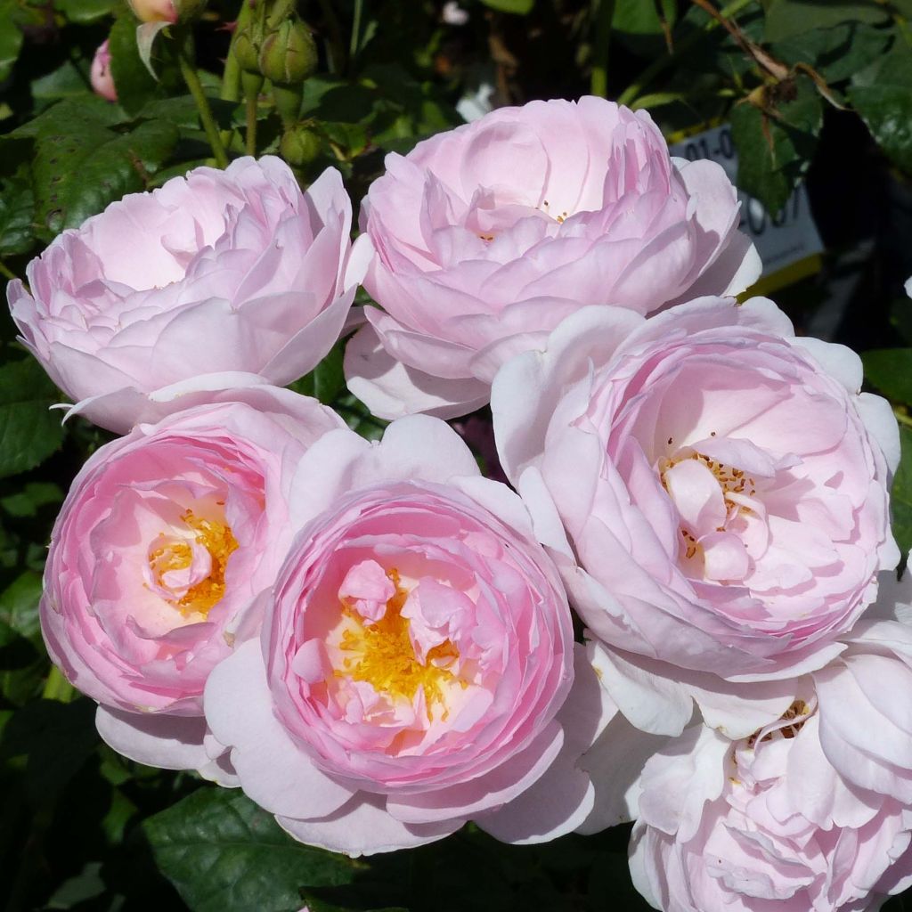 Rosa Heritage - Englische Rose