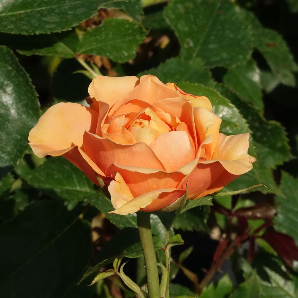 Rosa (x) grimpant Disting'O Orange - Kletterrose