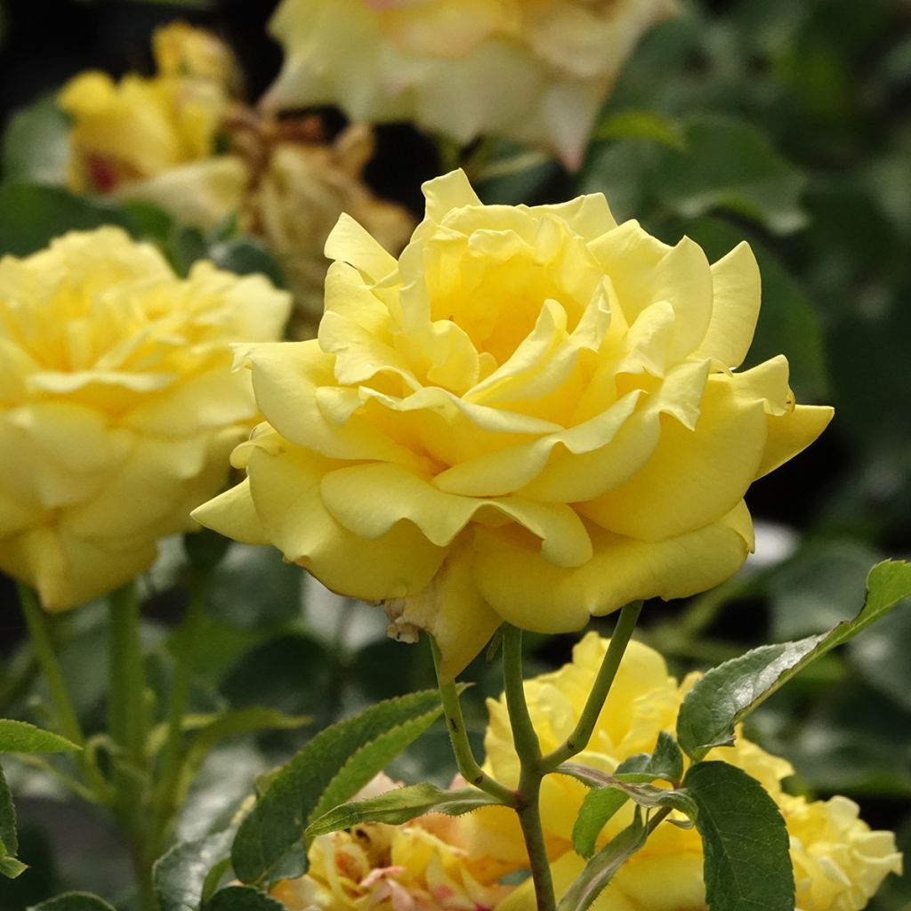 Rosa Goldfassade - Kletterrose