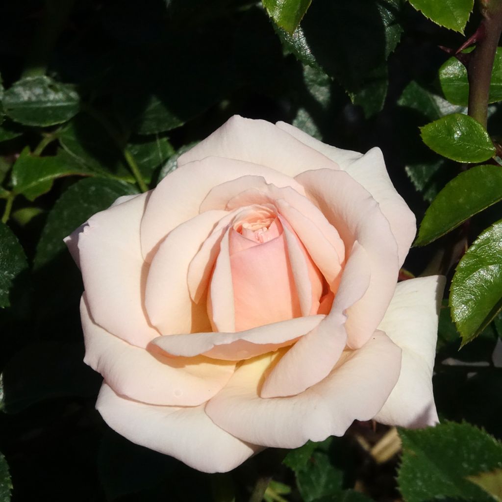 Rosa Penny Lane - Kletterrose
