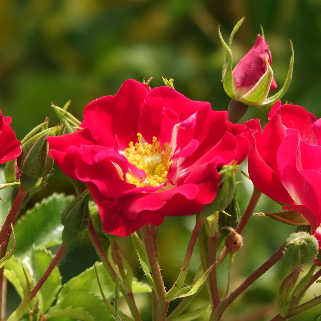 Rosa Rambling Rosie - Kletterrose