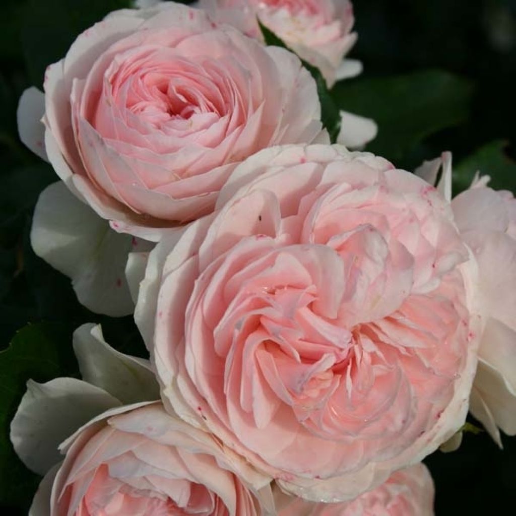 Rosa Urban Streetlight Larissa - Moderne Hybrid-Rose