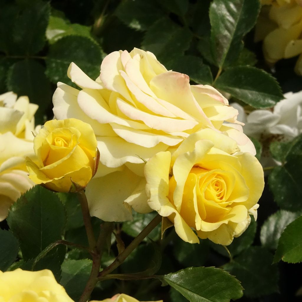 Rosa Urban Streetlight Sunmaid - Polyantha-Rose