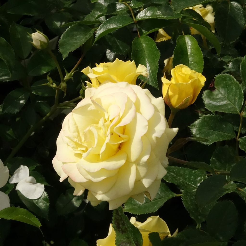 Rosa Urban Streetlight Sunmaid - Polyantha-Rose