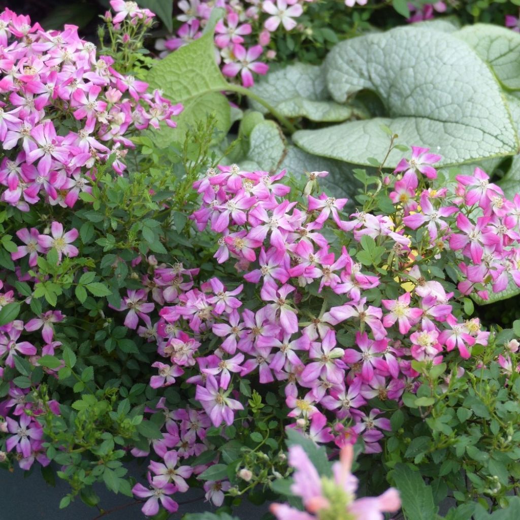 Rosa Galaxy Antares - Zwergrose