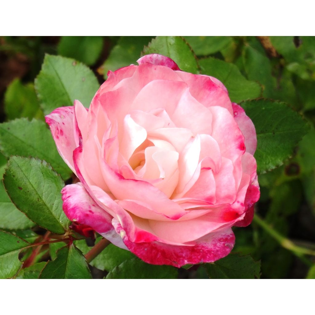 Rosa Rosenstadt Freising - Beetrose