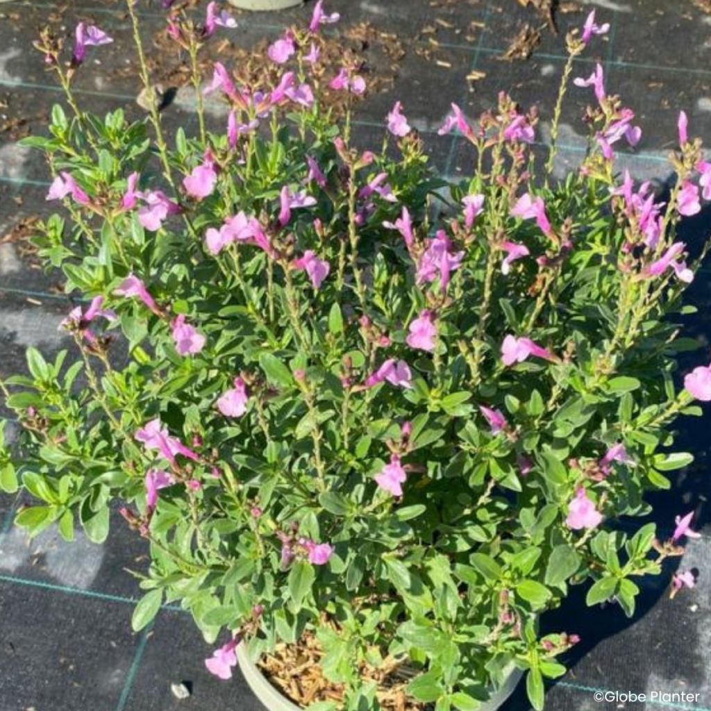 Salvia greggii Mirage Soft pink - Strauchiger Salbei