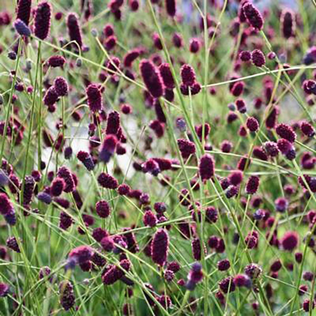 Wiesenknopf Plum Drops - Sanguisorba 