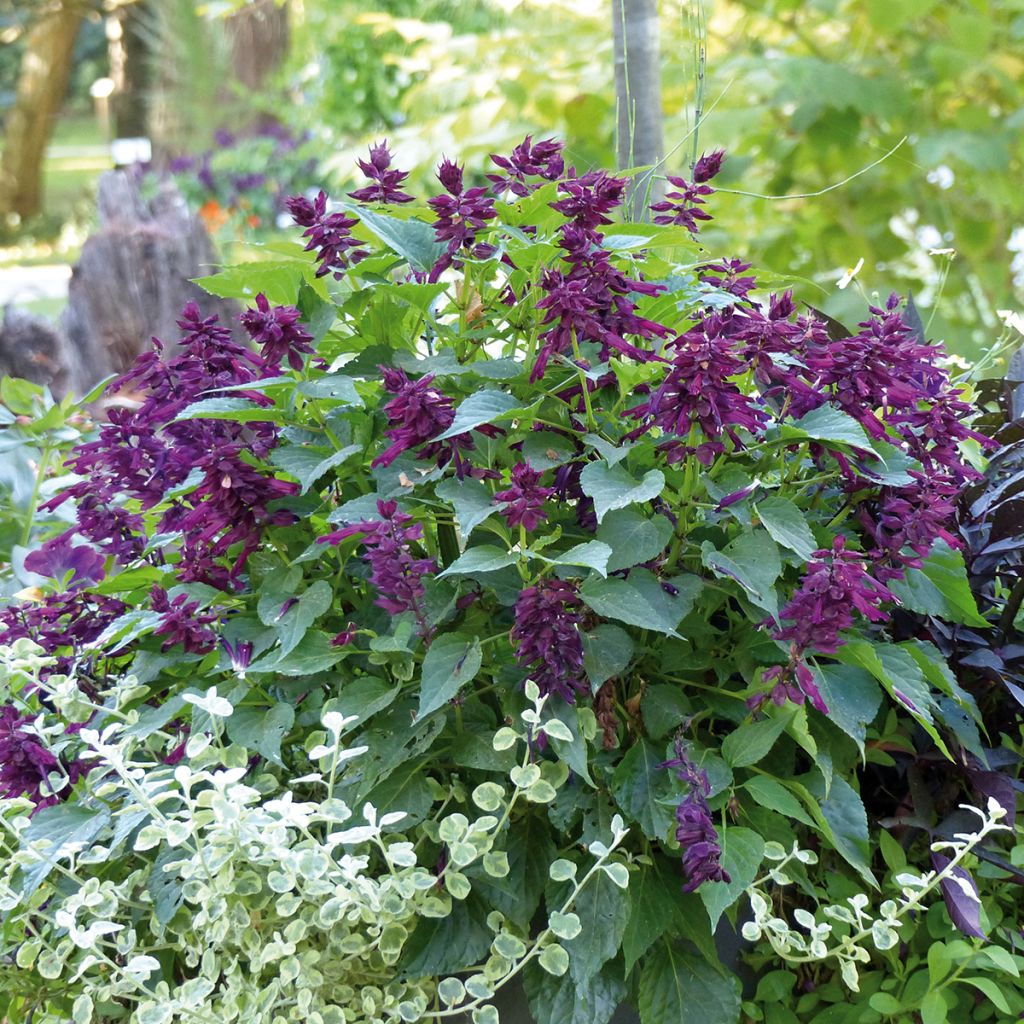 Feuer-Salbei Gogo Purple - Salvia