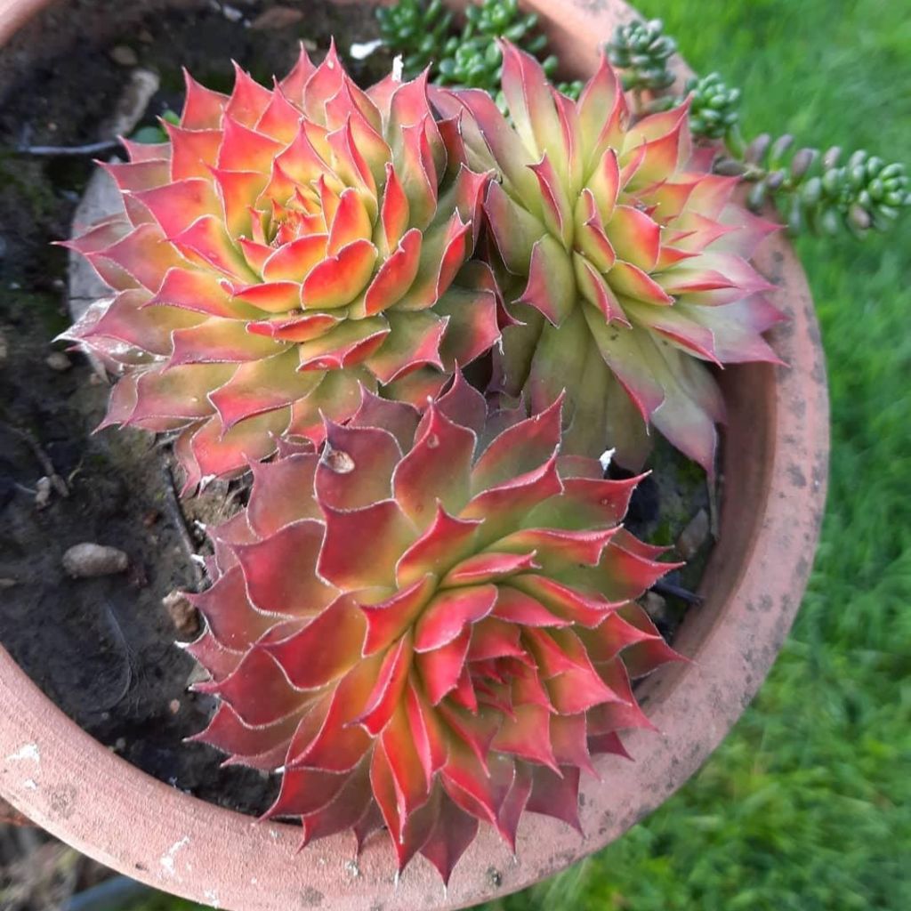 Hauswurz Chick Charms Gold Nugget - Sempervivum