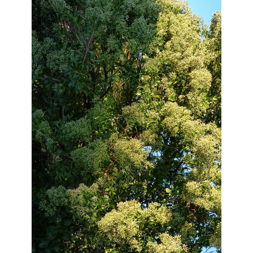 Baccharis halimifolia Baccador - Baccharis