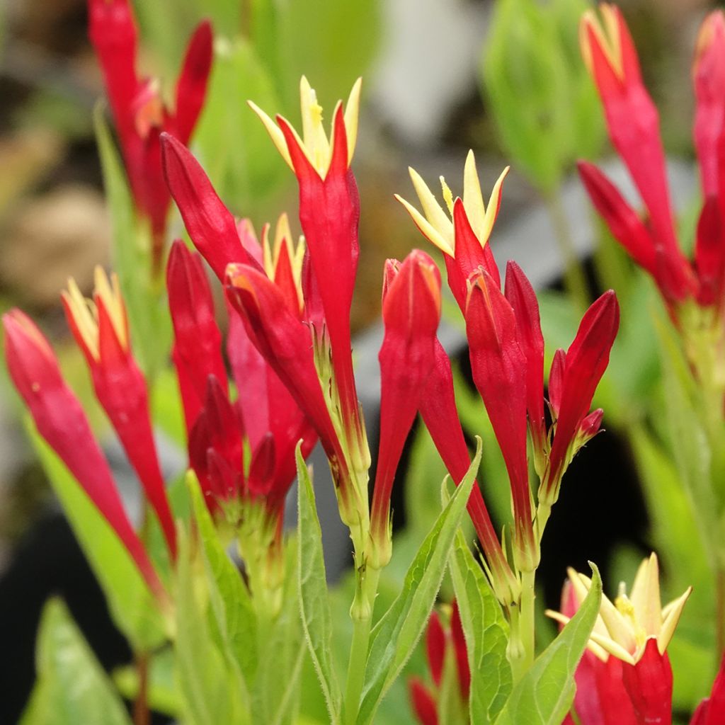 Spigelia marilandica Spigelia marilandica