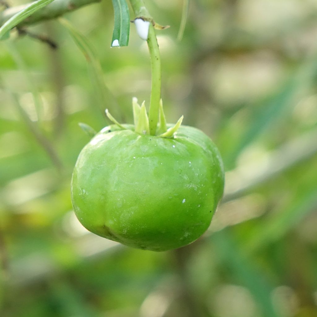 Thevetia peruviana - Gelber Schellenbaum