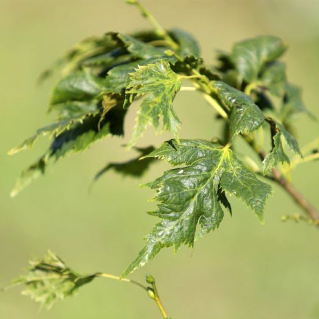 Sommer-Linde Henryk Eder - Tilia platyphyllos