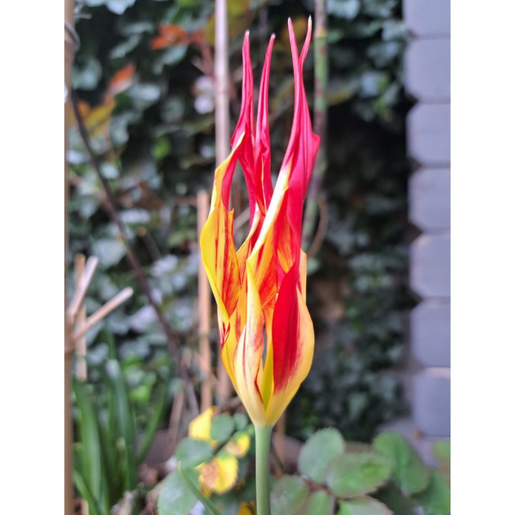 Tulipa acuminata - Horntulpe