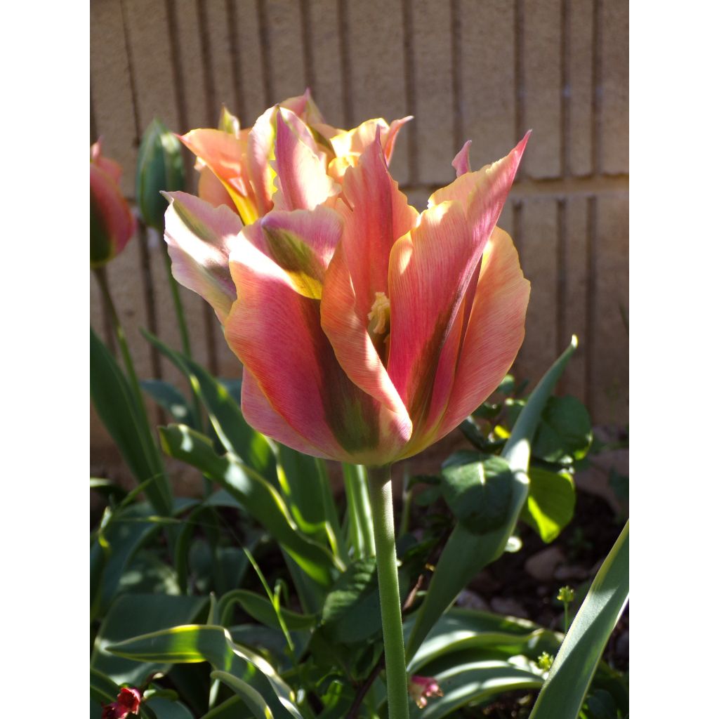 Viridiflora-Tulpe Artist