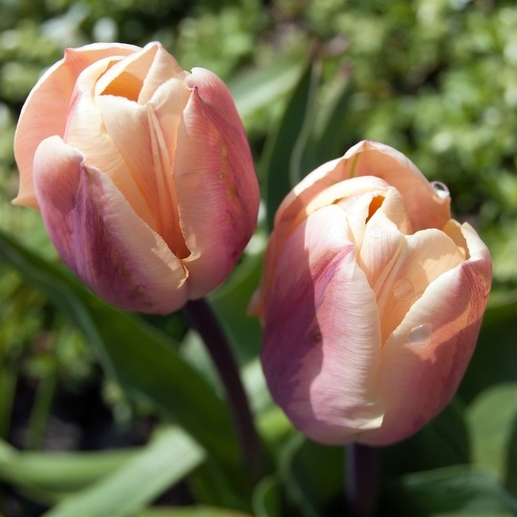 Frühe Gefüllte Tulpe La Belle Epoque
