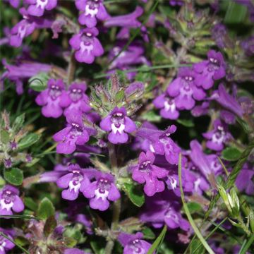 Acinos alpinus - Sariette des Alpes