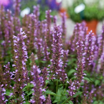 Agastache foeniculum Celestia - Duftnessel