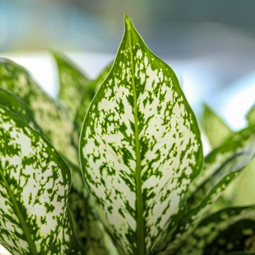 Aglaonema Variegata Pearls - Kolbenfaden