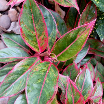 Aglaonema Siam Aurora - Kolbenfaden