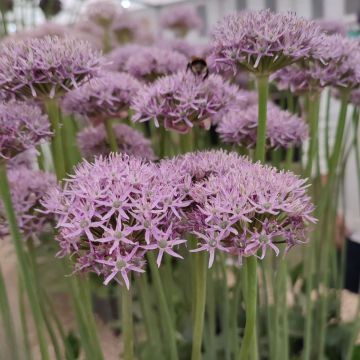 Allium New York - Zierlauch