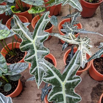 Alocasia Nobilis - Pfeilblatt