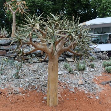Aloe dichotoma - Köcherbaum