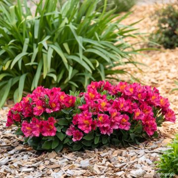 Alstroemeria Incalys Cherry - Inkalilie