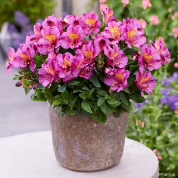 Alstroemeria Incalys Purple - Inkalilie