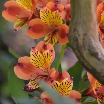 Alstroemère Inticancha Bryce - Lis des Incas Alstroemère Inticancha Bryce - Lis des Incas