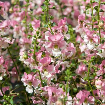 Angelonia Angelface Wedgewood Pink 2026 - Engelsgesicht