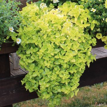 Aptenia cordifolia Golden Cascade - Aptenie