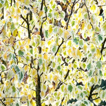 Davidia involucrata Lady Sunshine - Taschentuchbaum Davidia involucrata Lady Sunshine - Taschentuchbaum