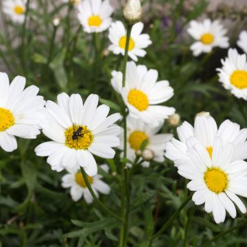 Kanarische Strauch-Margerite Everest White - Argyranthemum frutescens