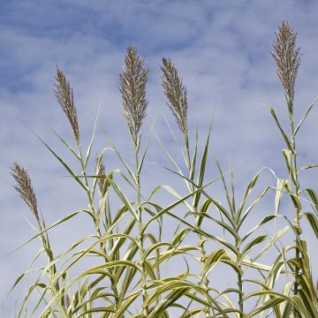 Arundo donax Aureovariegata - Spanisches Rohr Arundo donax Aureovariegata - Spanisches Rohr