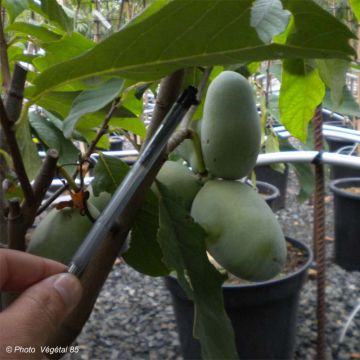 Papau Prima 1216 - Asimina triloba Papau Prima 1216 - Asimina triloba