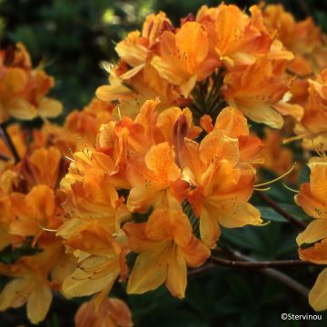 Sommergrüne Azalee Hortulanus H Witte - Azalea mollis Sommergrüne Azalee Hortulanus H Witte - Azalea mollis