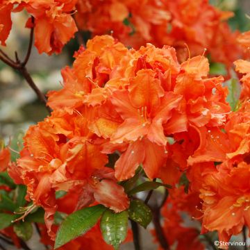 Sommergrüne Azalee Orangeade - Azalea mollis Sommergrüne Azalee Orangeade - Azalea mollis
