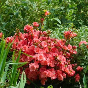 Japanische Azalee Flash Dance Salmon - Azalea Japanische Azalee Flash Dance Salmon - Azalea