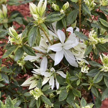 Japanische Azalee Koromo shikibu White - Azalea