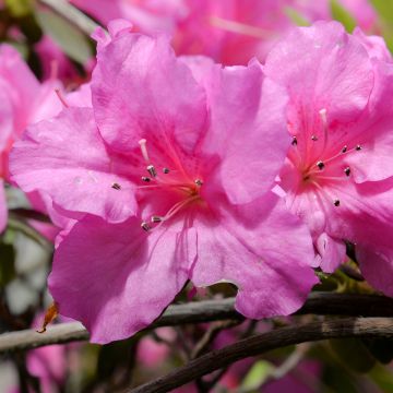Japanische Azalee Greenway - Azalea
