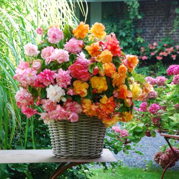Begonie Balcony mix 2 Farben - Begonia pendula Begonie Balcony mix 2 Farben - Begonia pendula