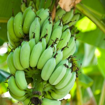 Musa Himalayensis Speciosa - Darjeeling-Banane