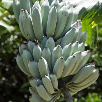 Zwerg-Essbanane Ice Cream - Musa acuminata 