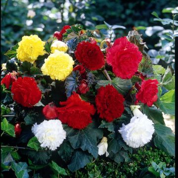 Begonia Fimbriata mix 6 couleurs
