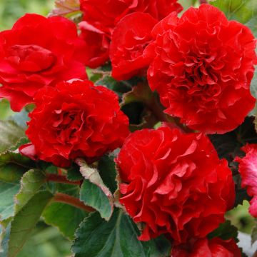 Begonie Non Stop Scarlet - Begonia multiflora Begonie Non Stop Scarlet - Begonia multiflora