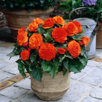 Begonie Non Stop Goldorange - Begonia multiflora