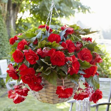 Begonia Pink Balcony - Begonia  retombant